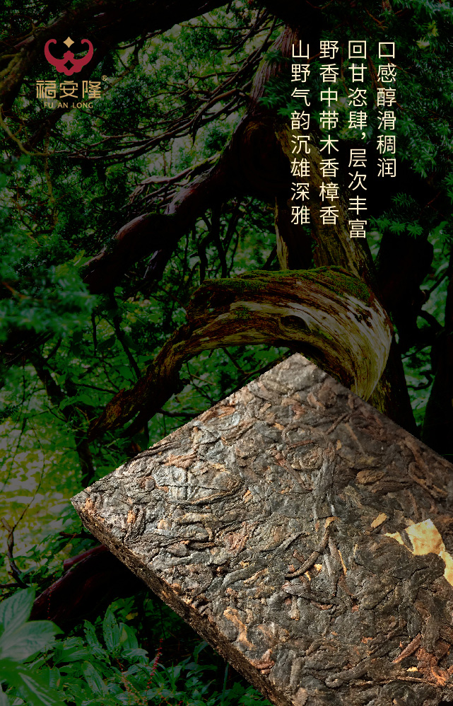 福安隆大雪山，野生茶，Oh, yeah！配图4