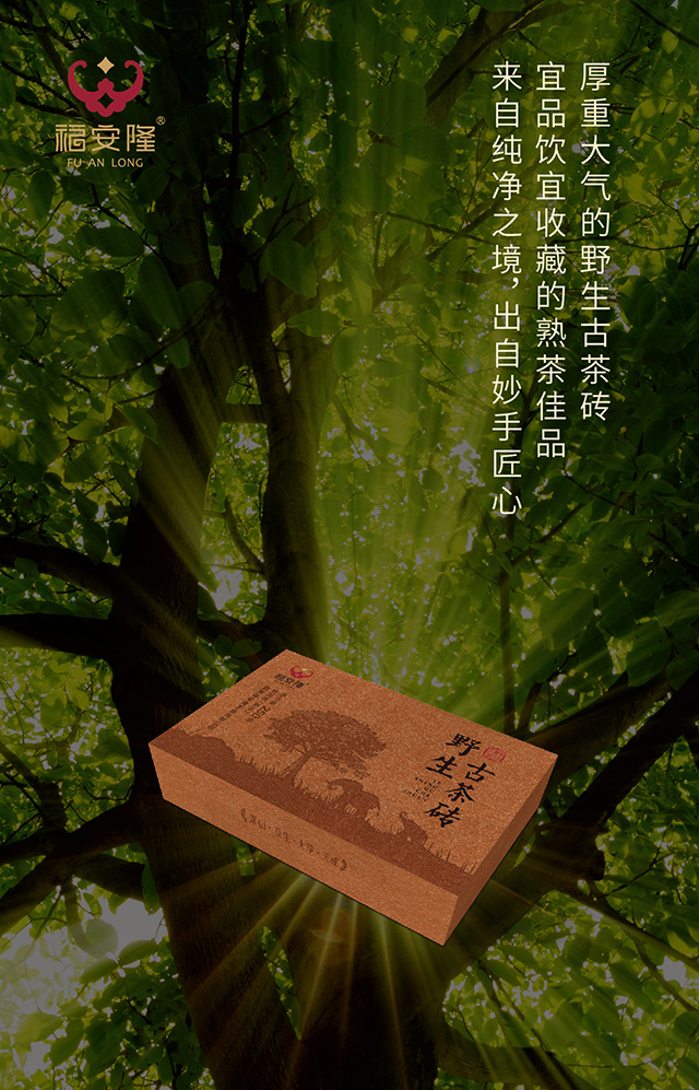 福安隆大雪山，野生茶，Oh, yeah！配图2